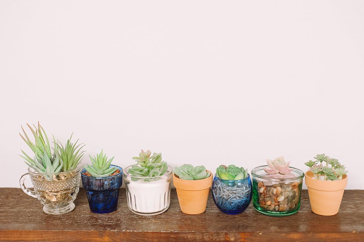 fake succulents in little pots