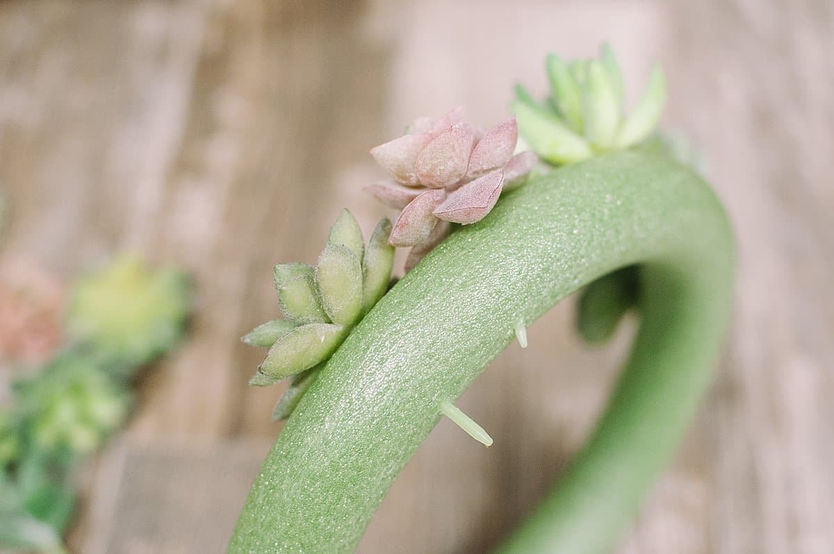 push fake succulents into the styrofoam wreath