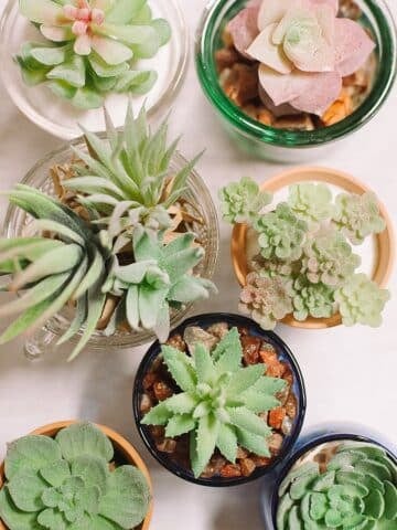How to Make DIY Succulents