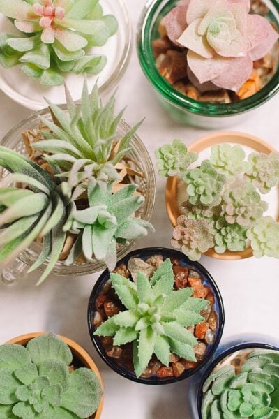 How to Make DIY Succulents
