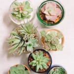 How to make DIY faux succulent planters.