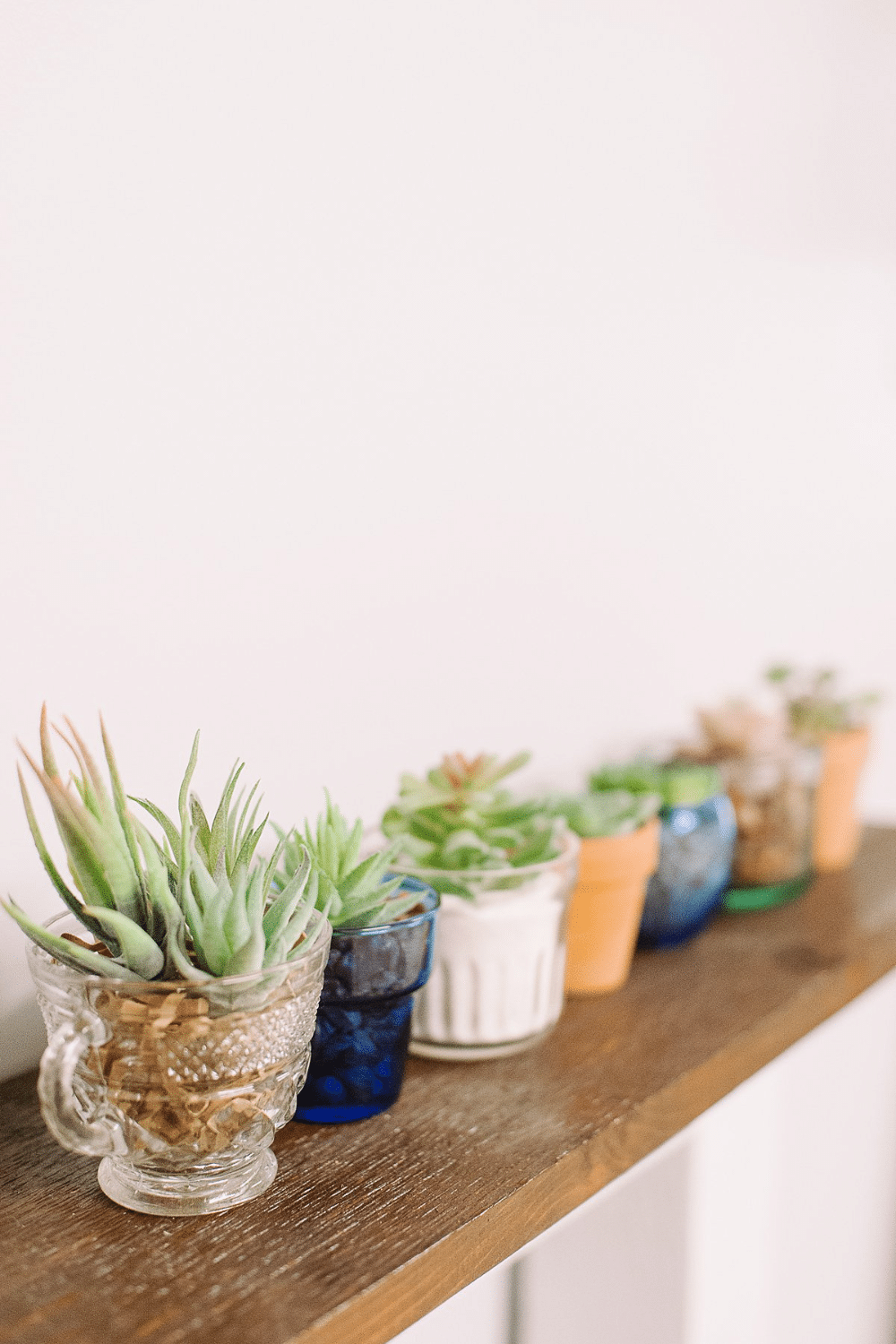 How to Make DIY Succulent Planters