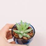 How to make DIY faux succulent planters.