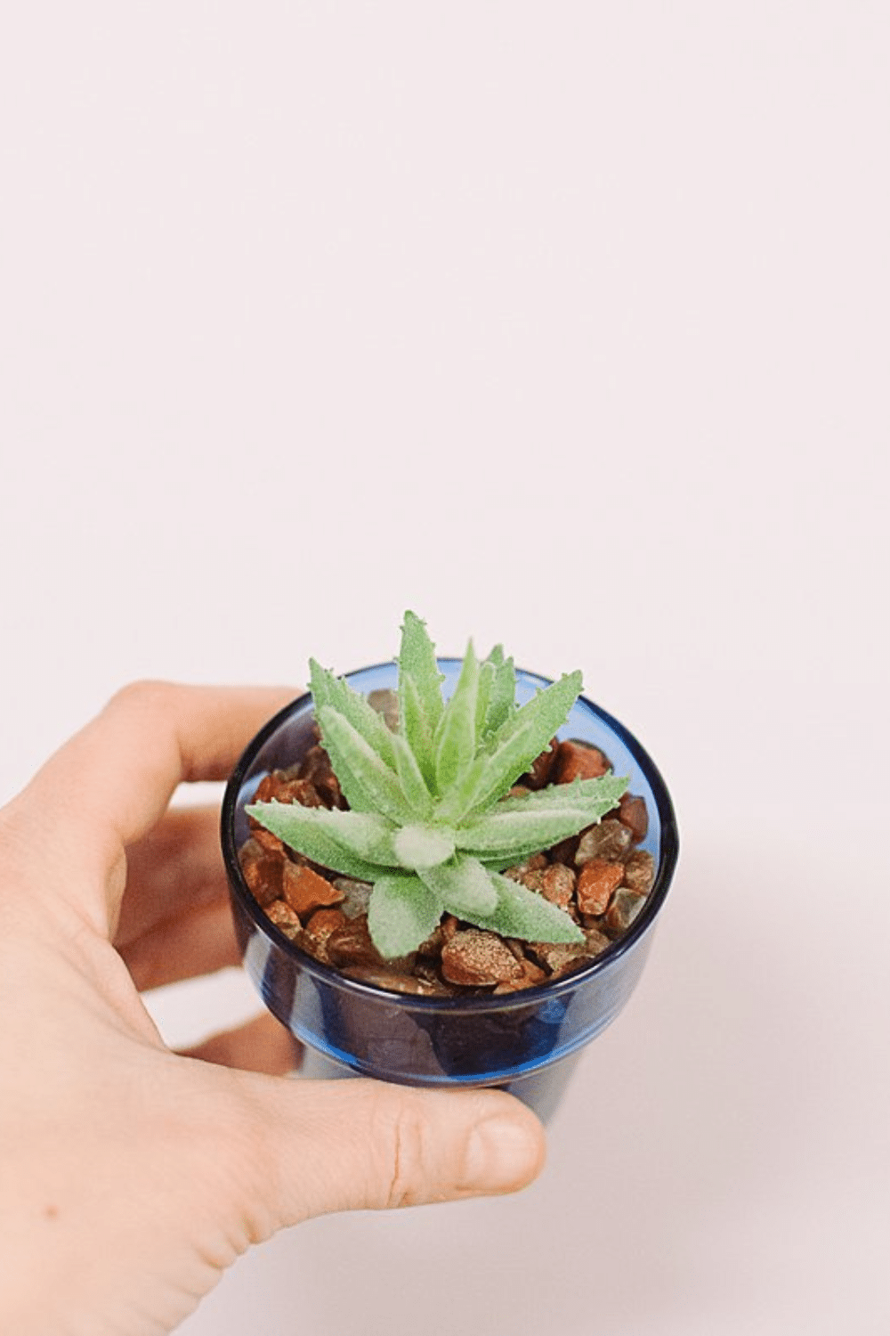 How to Make DIY Succulent Planters