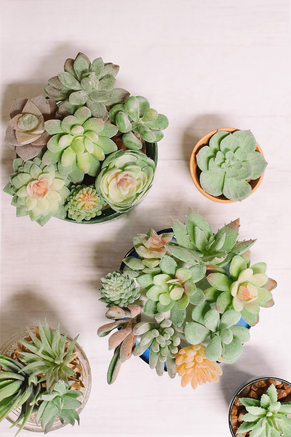 How to Make DIY Succulent Planters