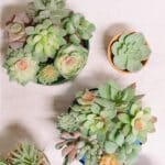 How to make DIY faux succulent planters.