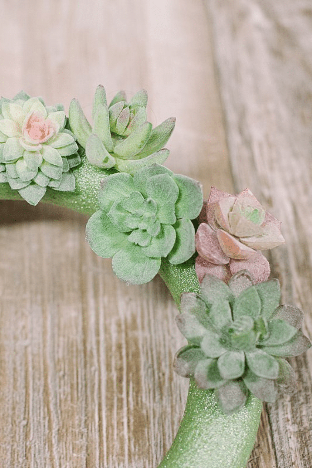 How to Make a Succulent Wreath