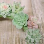 Learn how to make a succulent wreath with fake succulent plants.