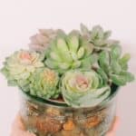 How to make DIY faux succulent planters.