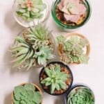 How to make DIY faux succulent planters.