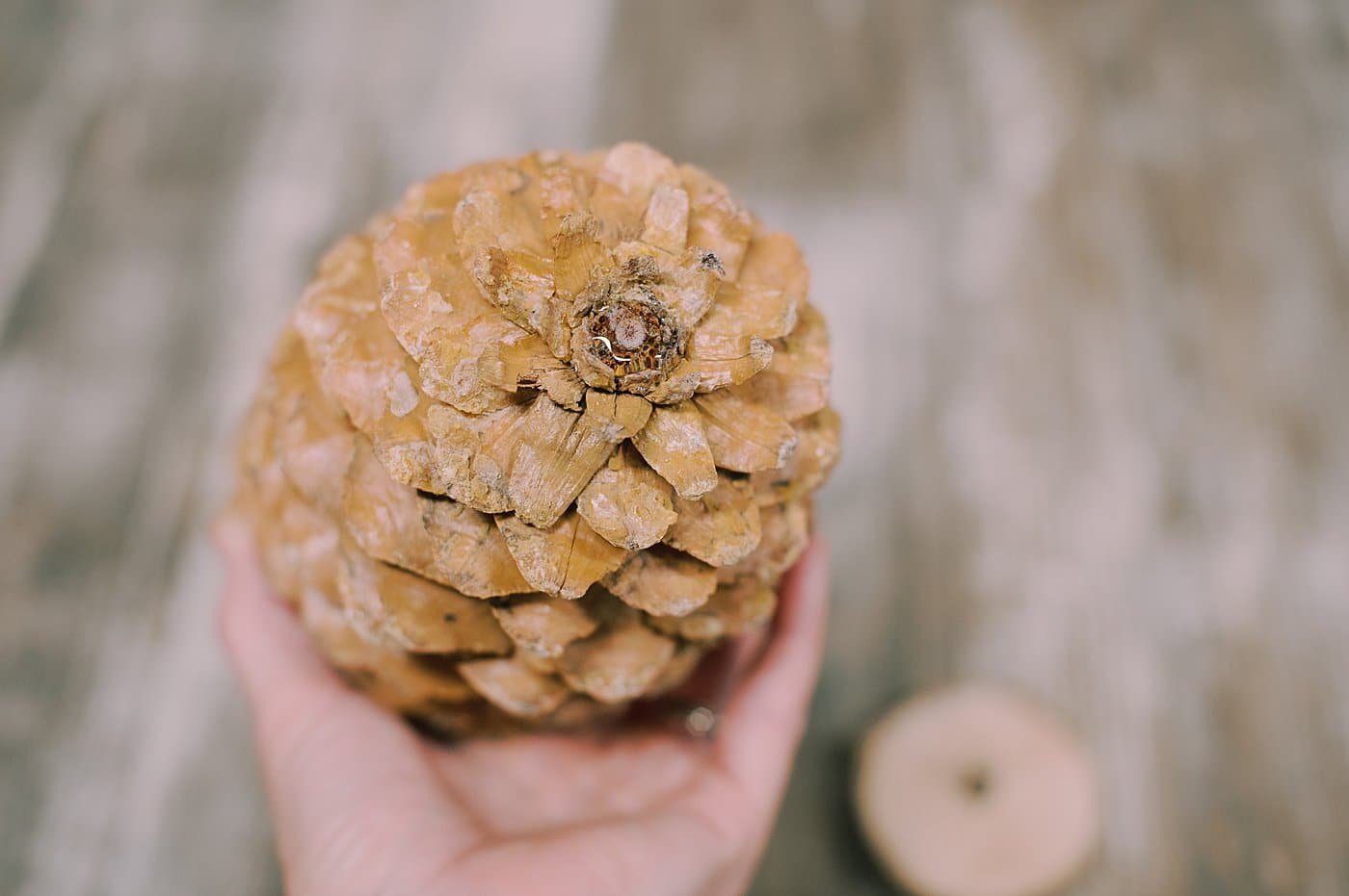 Hot glue the giant pinecone to the base.