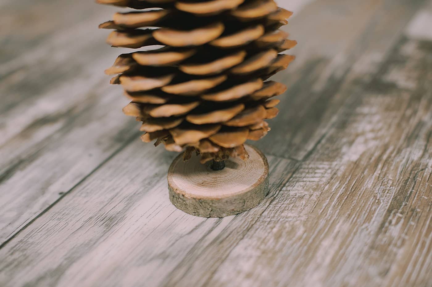 Hot glue pine cone onto the wooden base.
