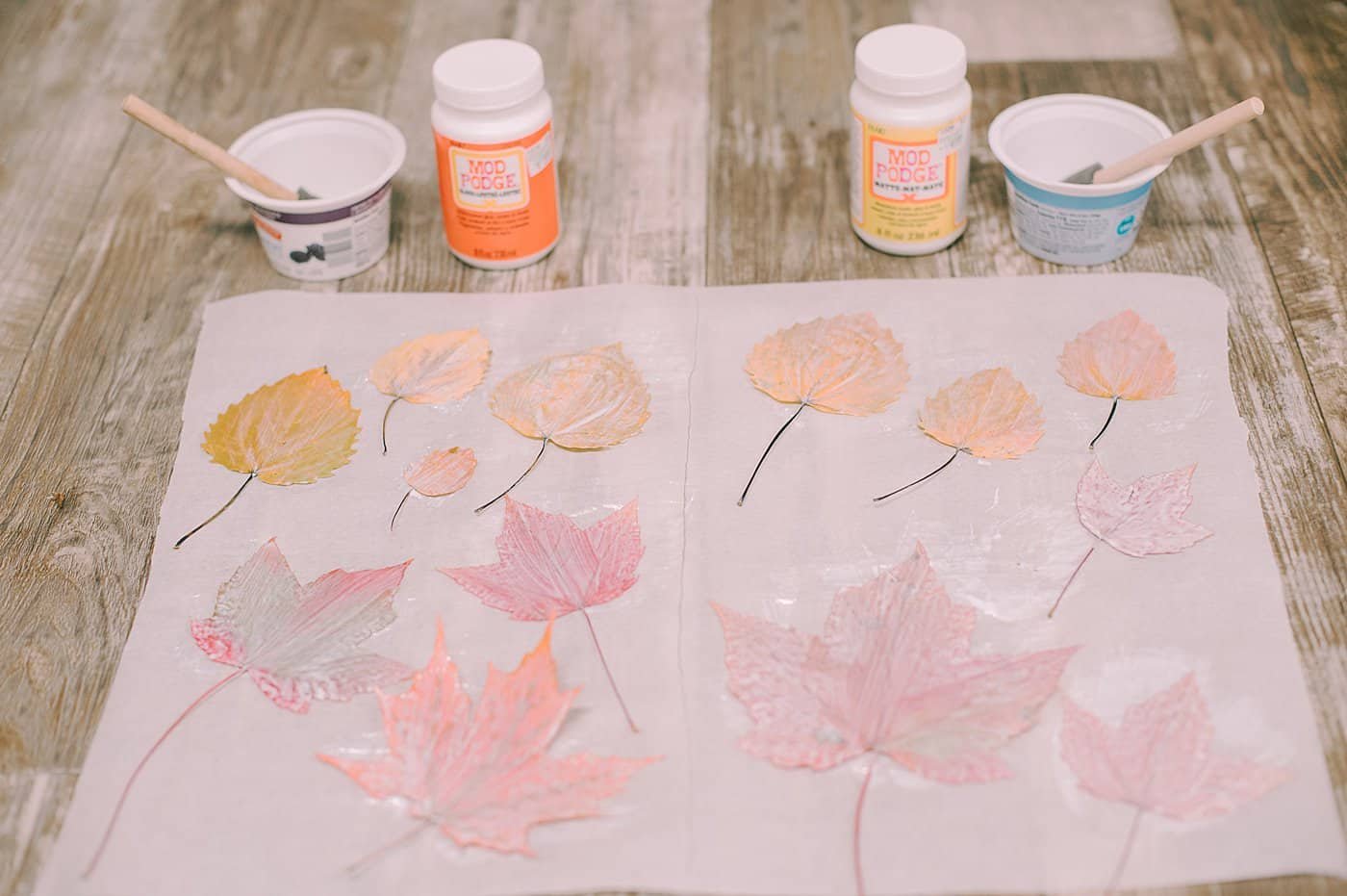 Leaves covered with a layer of Mod Podge, both matte and gloss versions.