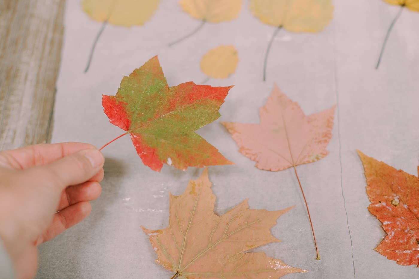 A leaf with a dry layer of Mod Podge on it, to protect it.