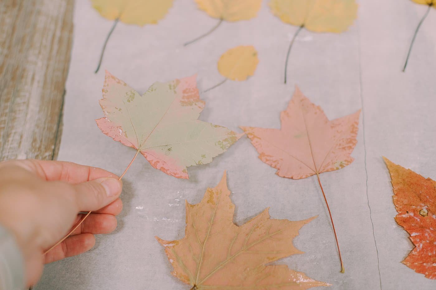 The backside of a leaf, ready to be coated with a layer of Mod Podge.