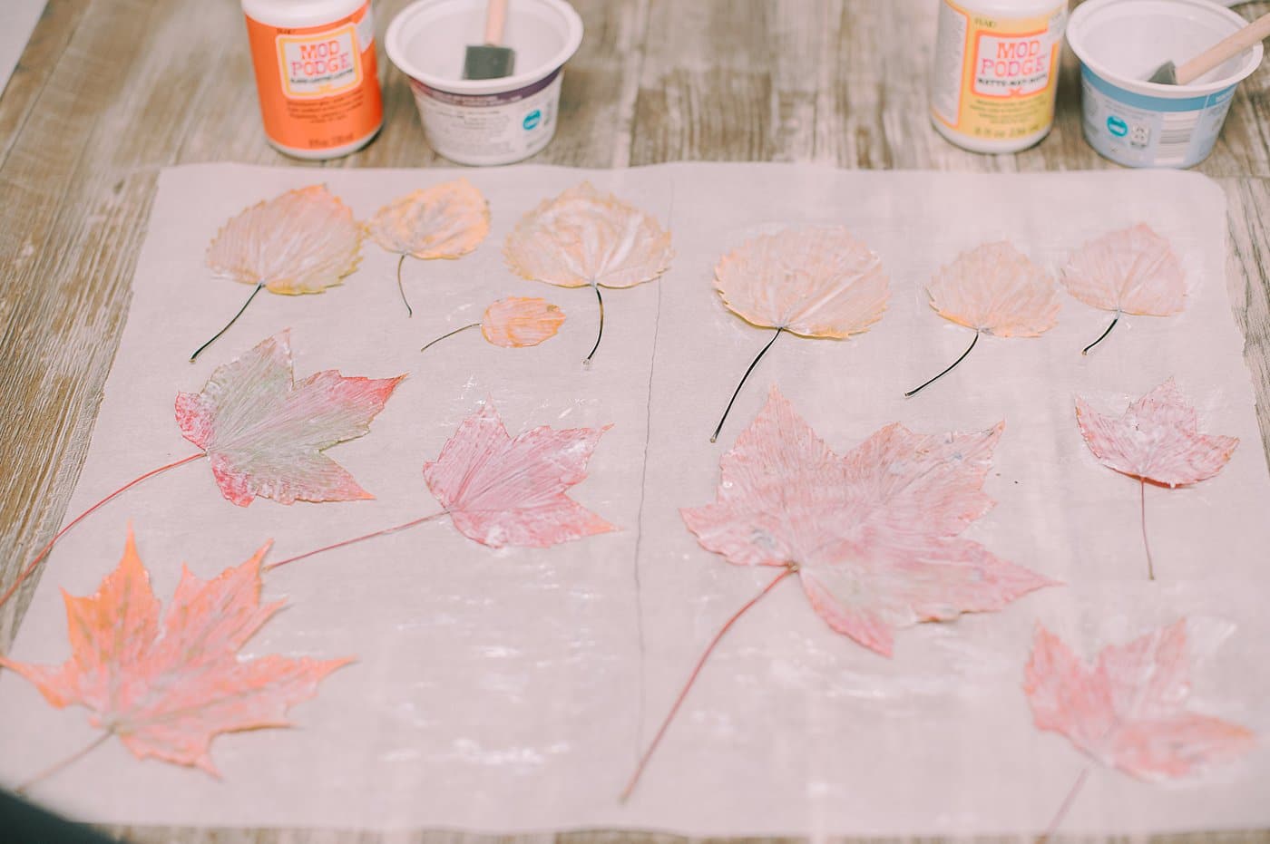 Leaves laying on parchment paper with a layer of Mod Podge brushed on them to preserve them and maintain their color.