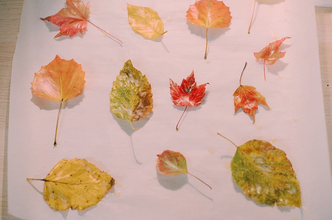 How to preserve fall leaves with beeswax.