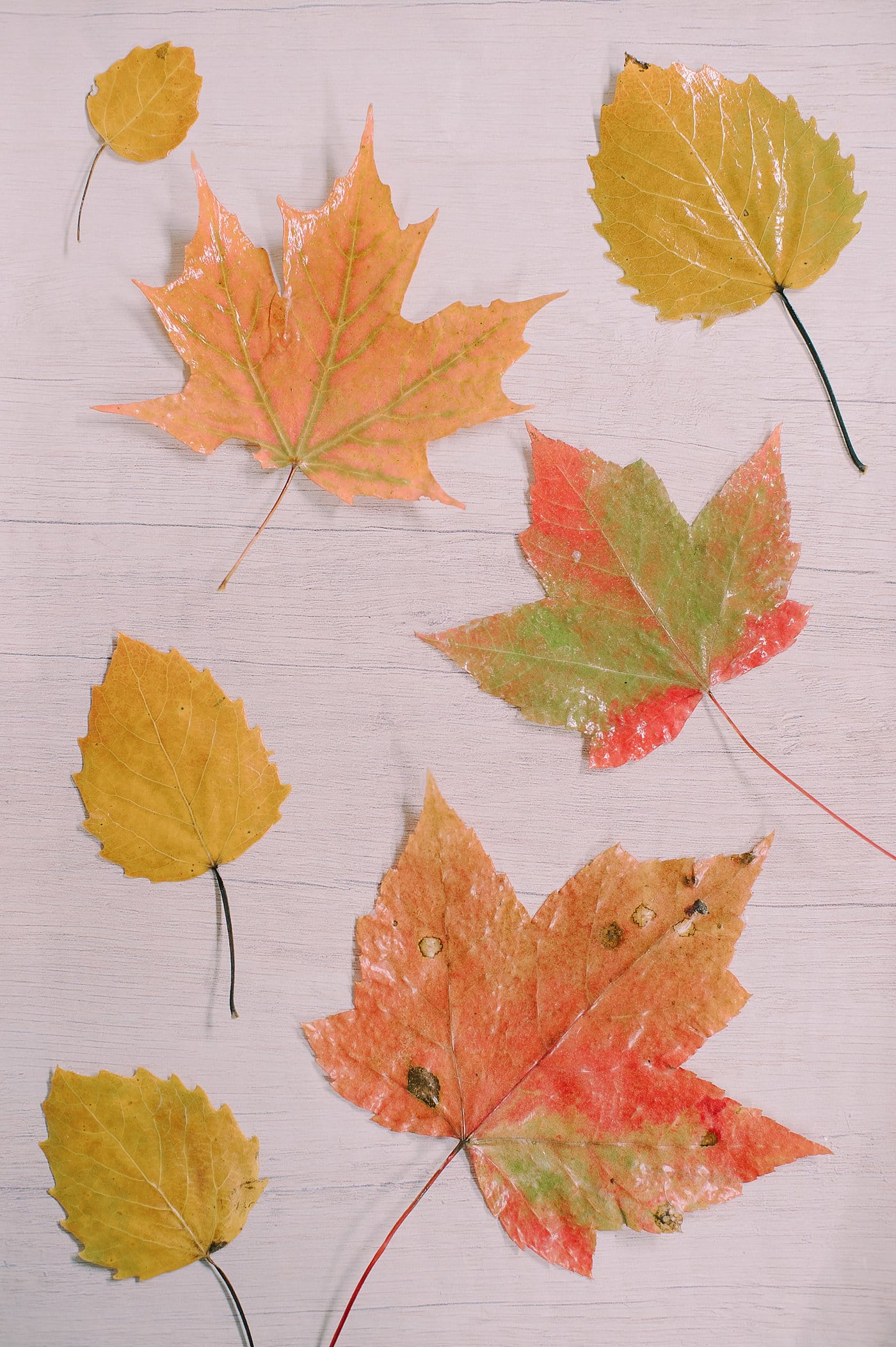 A look at matte vs gloss Mod Podge for preserving fall leaves by coating leaves in Mod Podge and seeing how they help coat them.