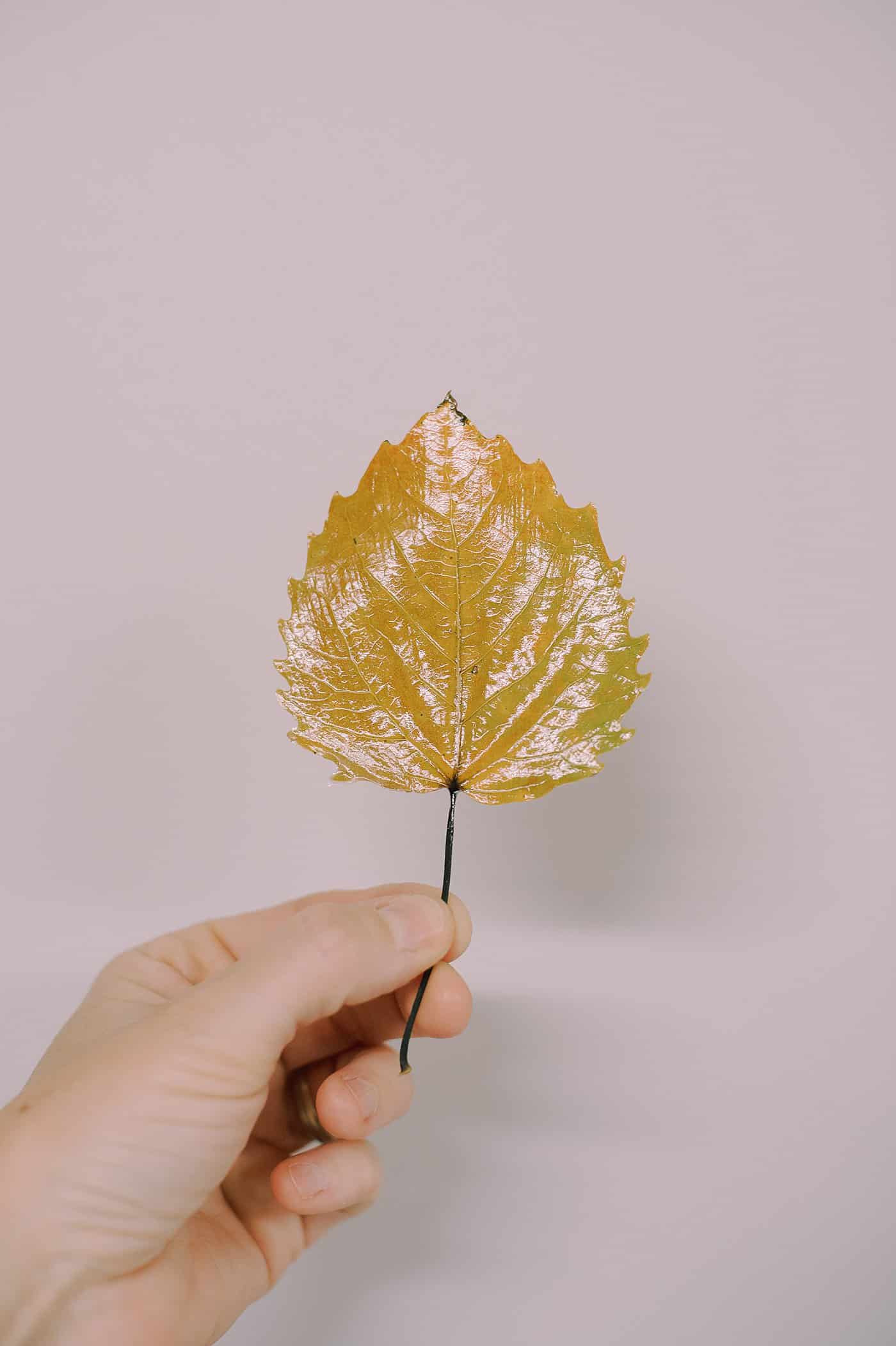 Gloss Mod Podge on a fall leaf.