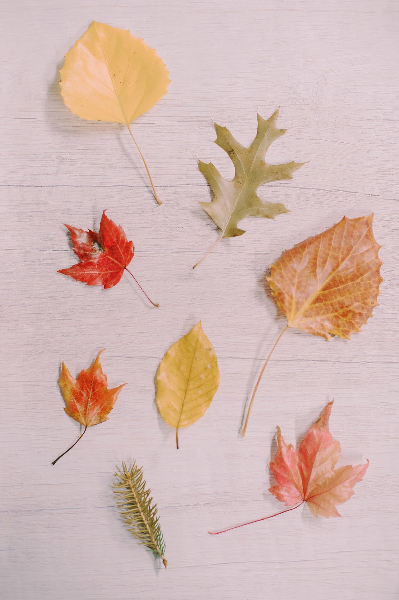 How to preserve fall leaves with beeswax.