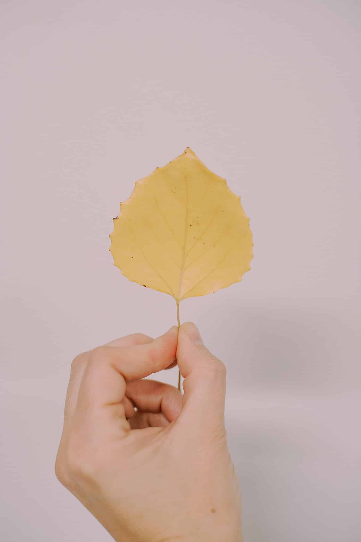 How to preserve colorful fall leaves with beeswax.