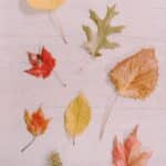 How to Preserve Fall Leaves with Beeswax.