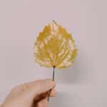 A look at using Matte vs Gloss Mod Podge to preserve fall leaves.