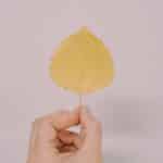 How to Preserve Fall Leaves with Beeswax.