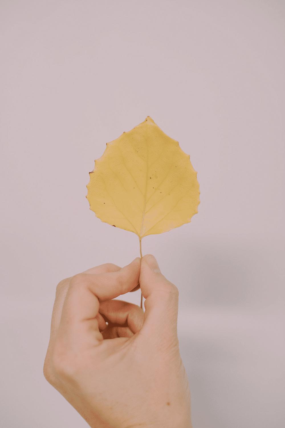 How to Preserve Fall Leaves with Beeswax