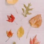 How to Preserve Fall Leaves with Beeswax.