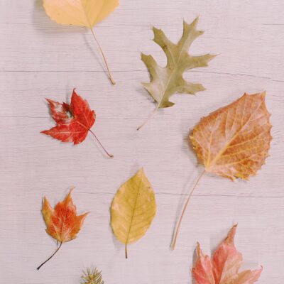 How to Preserve Fall Leaves with Beeswax
