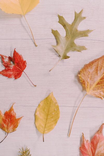 Preserve fall leaves with beeswax for lasting autumn charm. Our easy guide shows you how!