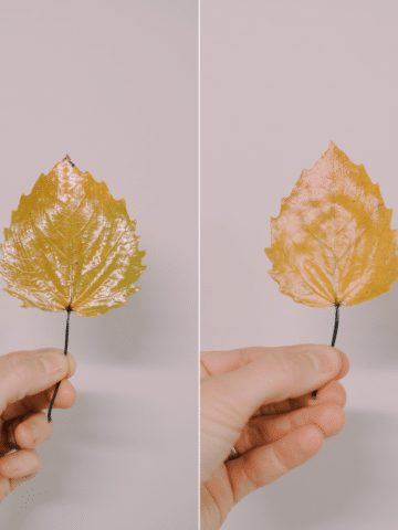 A look at Matte vs Gloss Mod Podge to preserve fall leaves.