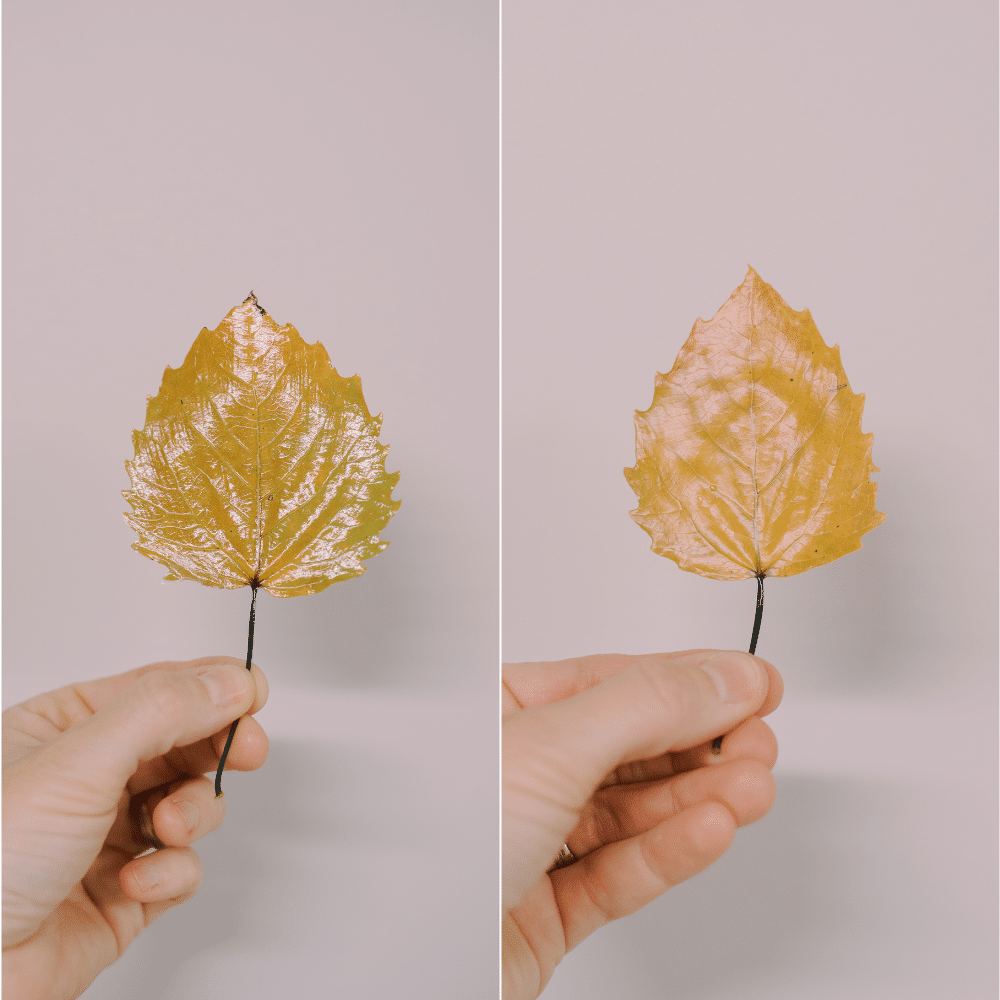 A look at Matte vs Gloss Mod Podge to preserve fall leaves.